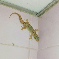 Hemidactylus murrayi