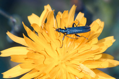 Oedemera crassipes