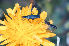 Oedemera crassipes