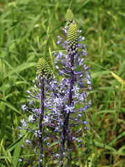 Scilla hyacinthoides
