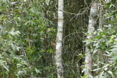 Lepidocolaptes squamatus