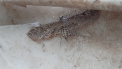 Parapoynx affinialis