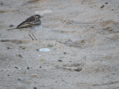 Anthus novaeseelandiae