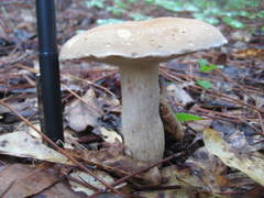 Tylopilus tabacinus