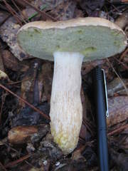 Tylopilus tabacinus