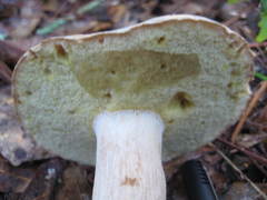 Tylopilus tabacinus