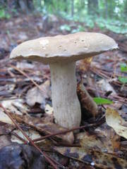 Tylopilus tabacinus