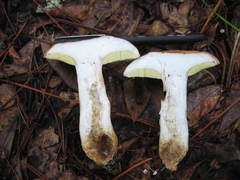 Tylopilus tabacinus