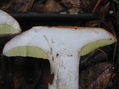 Tylopilus tabacinus