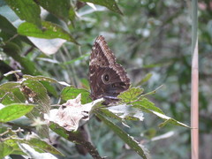 Morpho helenor octavia