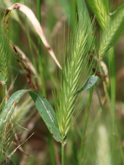 Hordeum murinum glaucum
