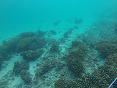 Halichoeres nicholsi