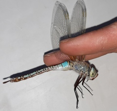 Anax parthenope