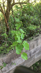Plagianthus regius
