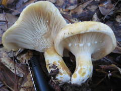 Lactarius maculatipes