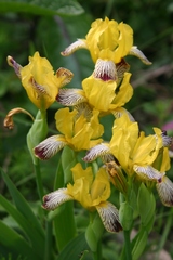 Iris variegata