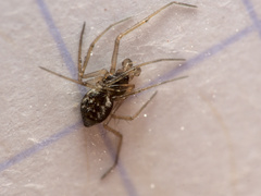 Tenuiphantes