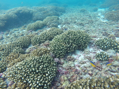 Stegastes flavilatus