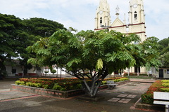Brownea ariza