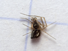 Tenuiphantes