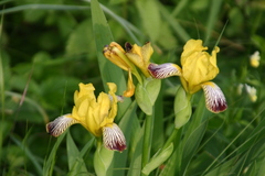 Iris variegata