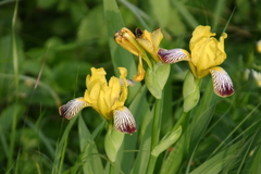 Iris variegata