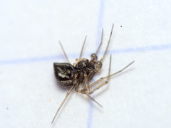 Tenuiphantes