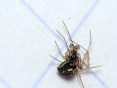 Tenuiphantes