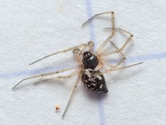 Tenuiphantes