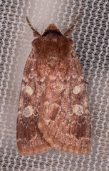 Cerastis tenebrifera