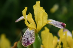 Iris variegata