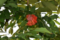 Brownea ariza