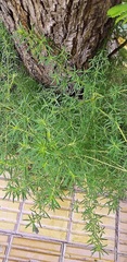 Baccharis salicifolia
