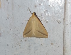 Rhodometra sacraria