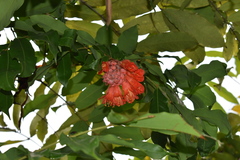 Brownea ariza