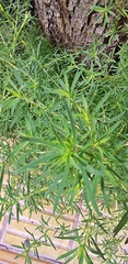 Baccharis salicifolia