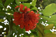 Brownea ariza