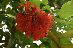 Brownea ariza