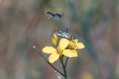 Reuterista instabilis