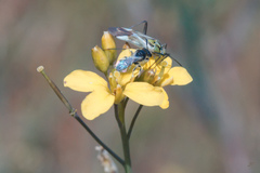 Reuterista instabilis