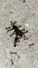 Formicidae