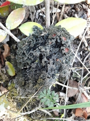 Leptogium phyllocarpum