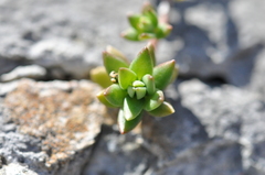 Sedum sarmentosum