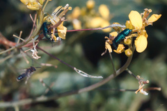 Psilothrix viridicoerulea