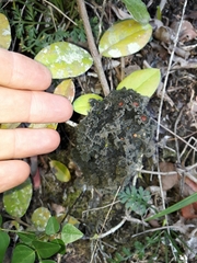 Leptogium phyllocarpum