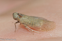 Pentastiridius