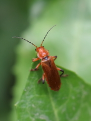 Cantharis melaspoides