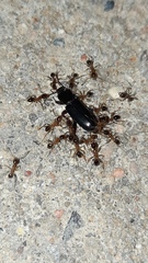 Formicidae