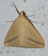 Rhodometra sacraria