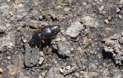 Carpophilus hemipterus
